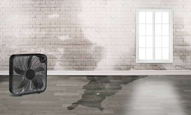 Best Carpet water damage restoration  in Lowell, MA